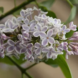 Сирень обыкновенная Лила Уандер D-9см