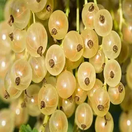 смородина белая версальская белая (в тубе)