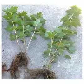 Смородина черная микс (СС) V-2