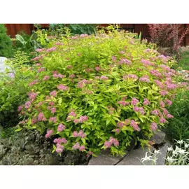 Спирея летнецветущая mix V-2