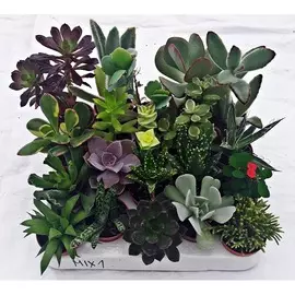 Суккулент Микс ке256 (d-7)