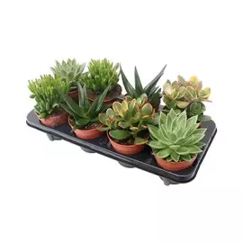 суккулентный микс d12