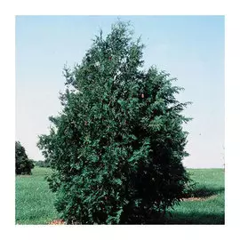 Туя декоративная 240см зеленая ТУ-240