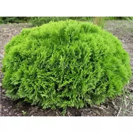 туя западная даника d-3ltr h-20-30