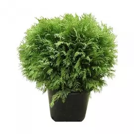 туя западная вудварди р9