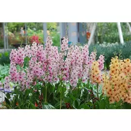 Вербаскум (ЛФ)