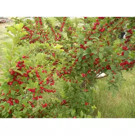 Вишня войлочная 7л (СС)