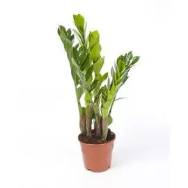 замиокулькас d12 h35