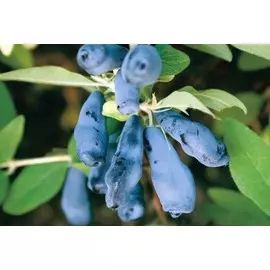 жимолость камчатская морена (в тубе)