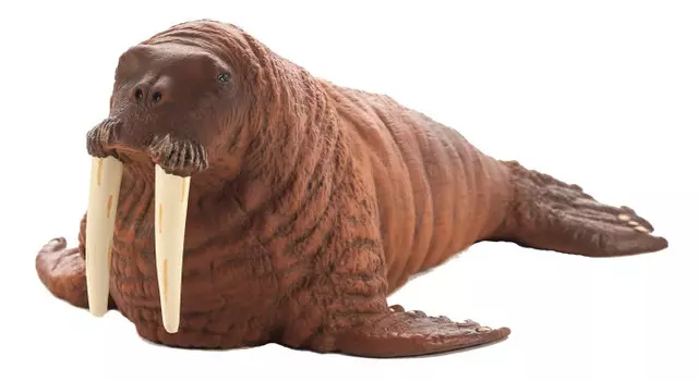 Konik Морж