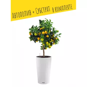 Lechuza Напольное кашпо с автополивом Cilindro Color 32 с субстратом 56х32х32 см 13 л