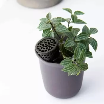 10Pc Plant Fertilizer Baskets Dome Case Plastic Automatic Nursery Pots With Lid Plant Bug Garden Portable Bonsai Cover Box Tools