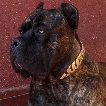 Ошейник PMGPET из нержавеющей стали для крупных собак, металлическая Золотая поводок для домашних животных 23 мм/32 мм