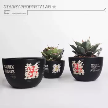 Трендовые туберцовые растения agave, черепаха, ракушка, дракон, туберцовый SRL керамический горшок для цветов