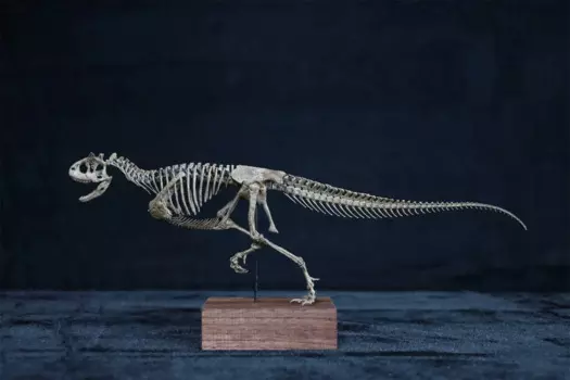VWUVWU 1/20 Carnotaurus каркасная модель динозавра Abelisauridae коллектор животных GK настольное украшение взрослые окрашенные Подарочные игрушки