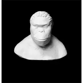 Гипс Бюст Австралопитека