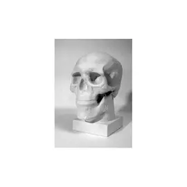 Гипс Череп анатомический "Черная речка"
