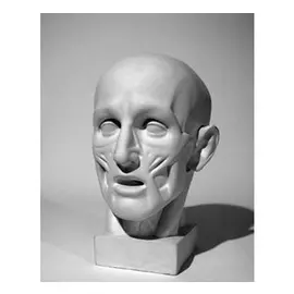 Гипс Голова анатомическая (Гудона)