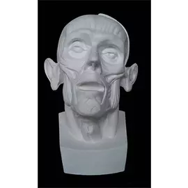 Гипс Голова Мюнхенская