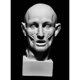 Гипс Экорше головы по Гудону