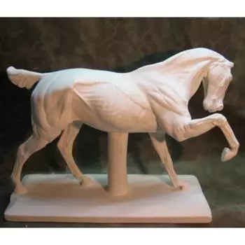 Гипс Конь анатомический