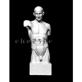 Гипс Торс экорше Гудона