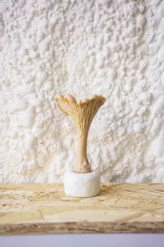 Свеча "Гриб Лисичка" цвета охра