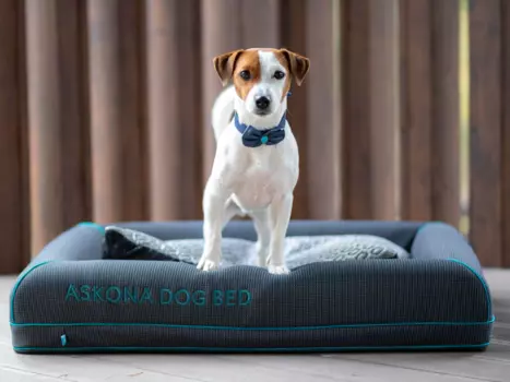 Askona Dog Bed