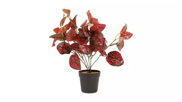 Бонсай Allium 45 см, цвет красный