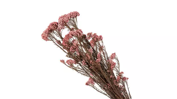 Ветка искусственная Озотамнус Diosmifolius