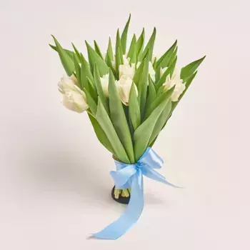 15 белых пионовидных тюльпанов, Голландия