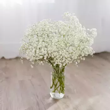 5 белых гипсофил, Голландия