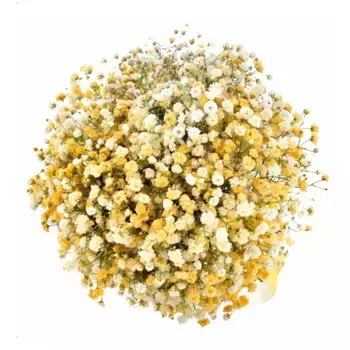 5 желтых гипсофил с желтой лентой