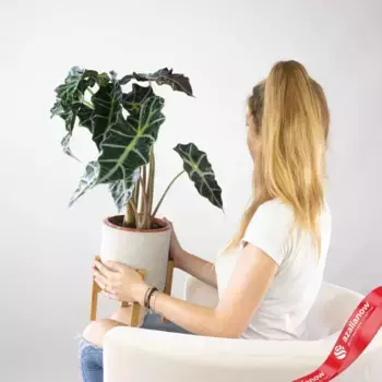 Алоказия амазонская