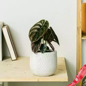 Алоказия купреа Ред Секрет