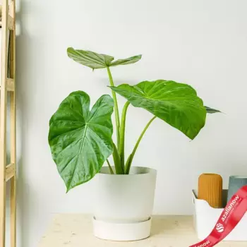 Алоказия макрориза