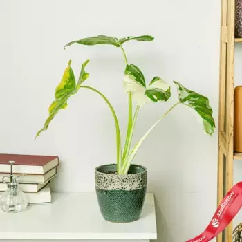 Алоказия Макрориза вариегатная