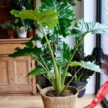 Алоказия Портодора