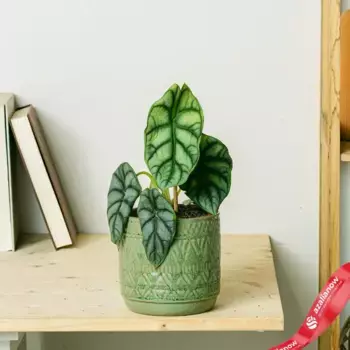 Алоказия Серебряный Дракон