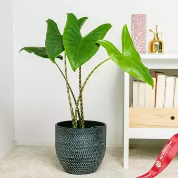 Алоказия Зебрина L