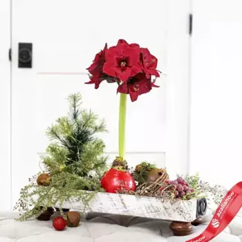 Амариллис Рэд Вакс и Ред Блумс (Red Wax with Red Blooms)