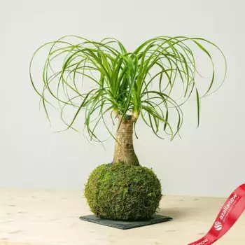 Бокарнея кокедама