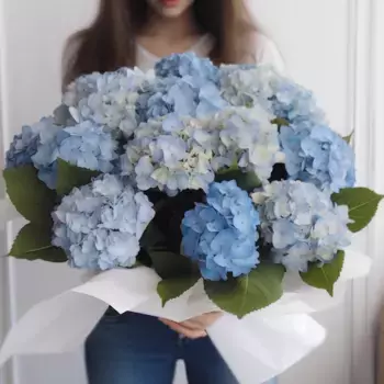 Букет из 13 голубых гортензий в белой бумаге