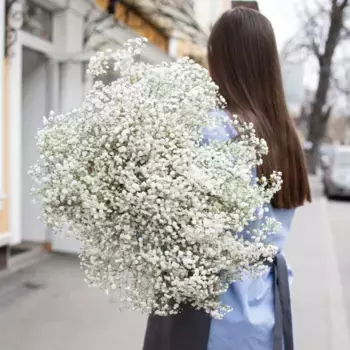 Букет из 15 белых гипсофил с белой лентой