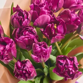 Букет из 15 фиолетовых пионовидных тюльпанов