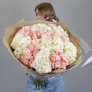 Букет из 19 бело-розовых гортензий «Шик»