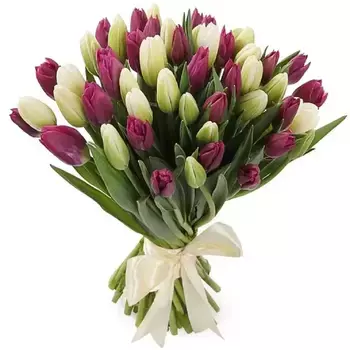 Букет из 25 фиолетовых и 26 белых тюльпанов