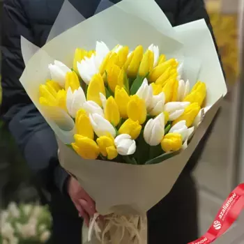 Букет из 26 желтых тюльпанов и 25 белых тюльпанов