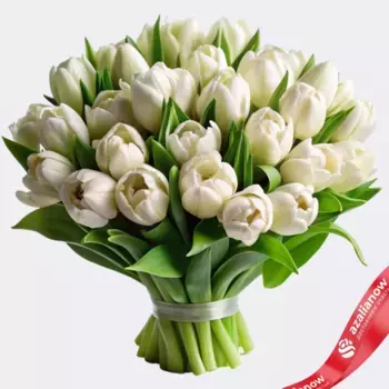 Букет из 30 белых пионовидных тюльпанов, Голландия