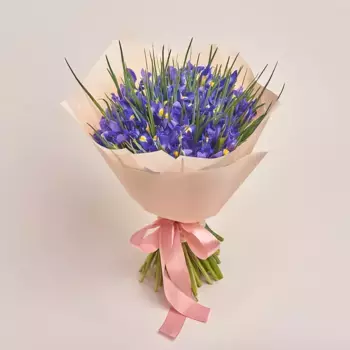 Букет из 51 фиолетового ириса в пудровой пленке